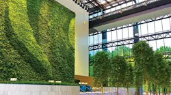 Tree_Ravinia_Drive