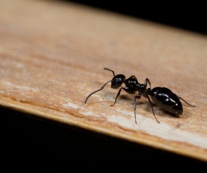 1651070207820 1013newsfeedant