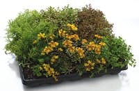 B_0208_TOT_WestonSolutions B_0208_TOT_WestonSolutions