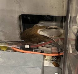 CEG_SPOF_rodent2 CEG_SPOF_rodent2