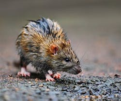 1652186056041 0913 Buzz Mouse 1652186056041 0913 Buzz Mouse