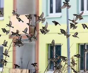 1652188347797 B 0215 Newsfeed Birds