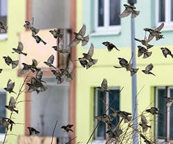 1652188347797 B 0215 Newsfeed Birds 1652188347797 B 0215 Newsfeed Birds