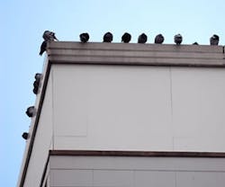 1652191586063 B 0312 Sc Birdbgone1 1652191586063 B 0312 Sc Birdbgone1