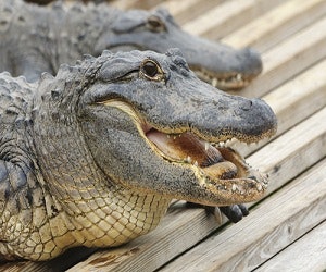 1652192413108 Alligatorfuel