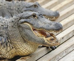 1652192413108 Alligatorfuel 1652192413108 Alligatorfuel