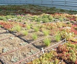 1652193886558 B 0111 Atm Green Roofspecies 1652193886558 B 0111 Atm Green Roofspecies