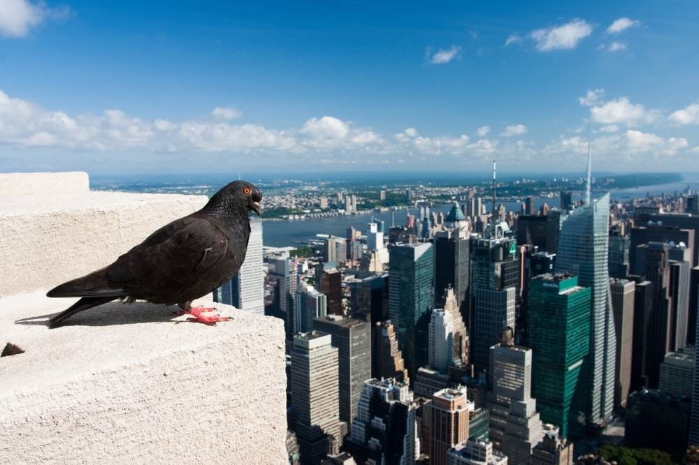 1652285510876 Pigeon Empirestatebuilding