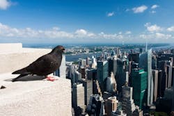 1652285510876 Pigeon Empirestatebuilding 1652285510876 Pigeon Empirestatebuilding