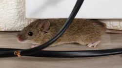 Pest_control