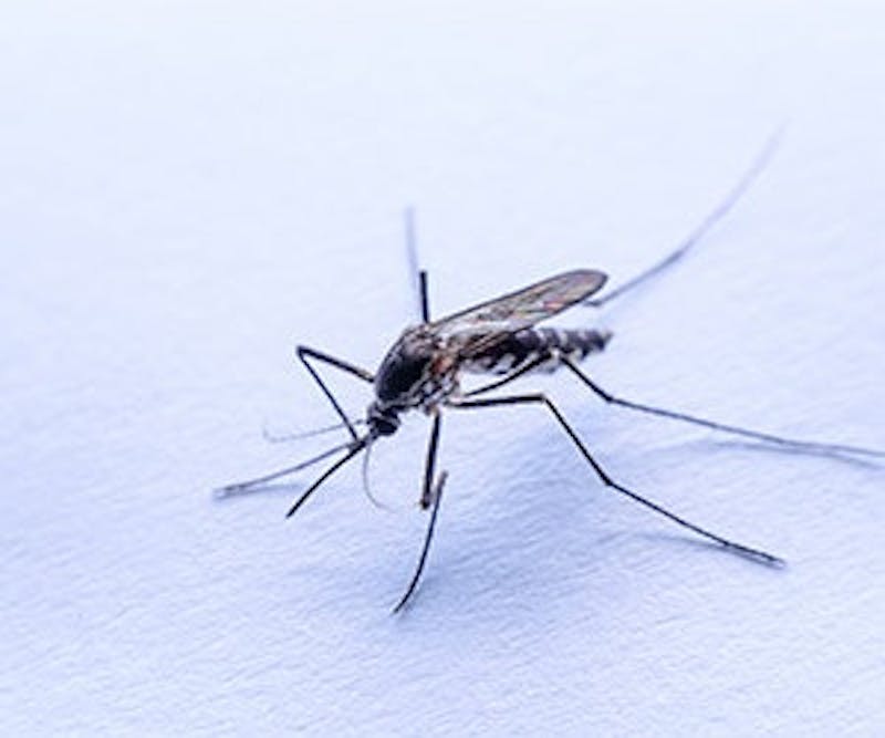 Top 50 Worst Cities For Mosquitoes Buildings