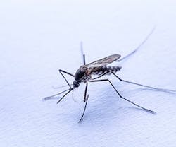 1652288271122 Mosquito 1652288271122 Mosquito