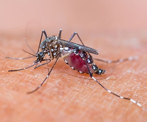 Top 10 MosquitoPlagued Cities Buildings