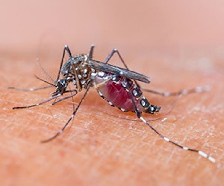 Top 10 Mosquito Plagued Cities Buildings