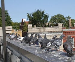 1652288477154 Birdx Buildingsblog June2013 A Websize 1652288477154 Birdx Buildingsblog June2013 A Websize