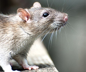 1652313166472 B 0516 Gf Rat