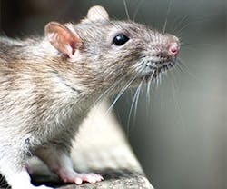 1652313166472 B 0516 Gf Rat 1652313166472 B 0516 Gf Rat