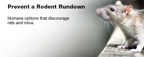 1652313198446 Fss 0509 Leadstory Rat