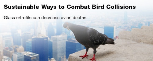 1652314446291 Gf 1022 Leadstory Birdcollisions