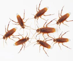 1652314767707 Bugs 1652314767707 Bugs