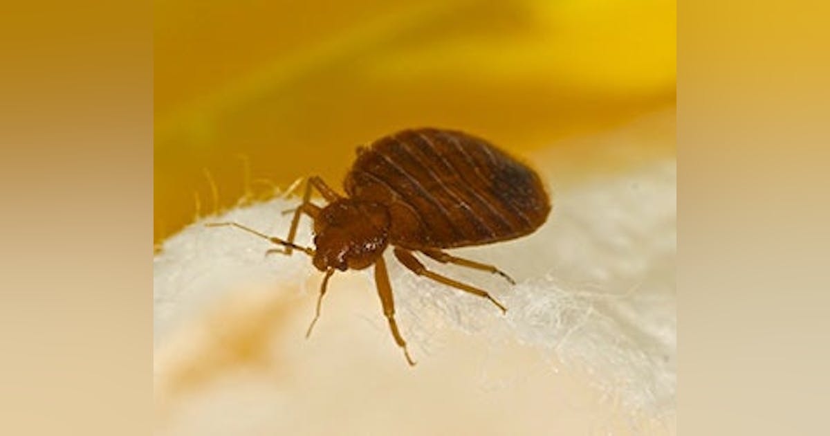Bed Bugs: 50 Most Infested Cities in the U.S. | Buildings