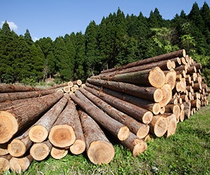 1652315869543 B 0713 Tree Logs