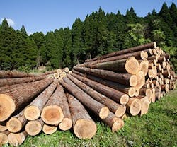 1652315869543 B 0713 Tree Logs 1652315869543 B 0713 Tree Logs