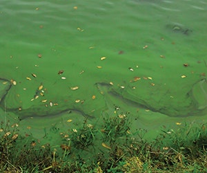 1652315899442 B 0713 Tem5 Algea