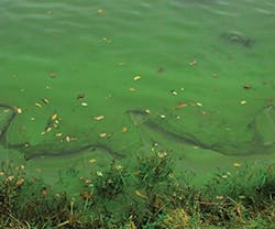 1652315899442 B 0713 Tem5 Algea 1652315899442 B 0713 Tem5 Algea