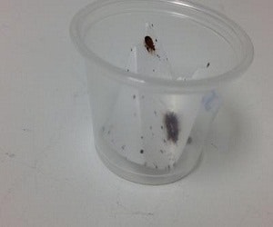 1652316607390 Bed Bugs