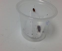 1652316607390 Bed Bugs 1652316607390 Bed Bugs