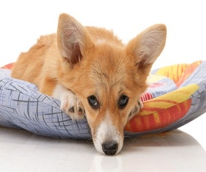 1652317613432 Dogsreducestress