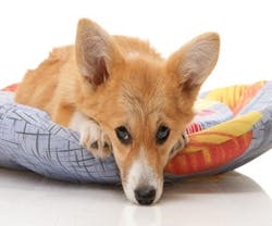 1652317613432 Dogsreducestress 1652317613432 Dogsreducestress