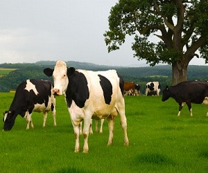 Renewable Energy From Cow Manure? Buildings
