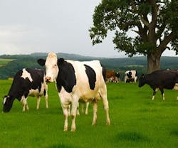 1652318273712 Renewableenergycow 1652318273712 Renewableenergycow