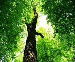 1652318365585 Woodgreenmaterial 1652318365585 Woodgreenmaterial