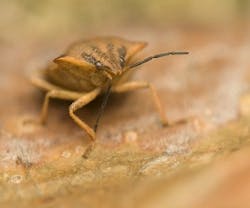 1652318440417 Bedbugpesticide 1652318440417 Bedbugpesticide