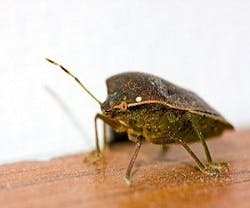 1652319155143 Tipsbedbugs 1652319155143 Tipsbedbugs