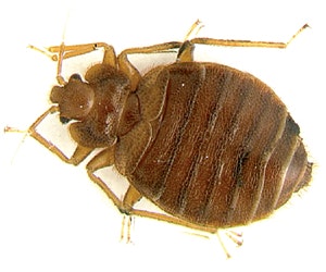1652319944474 Green Pest Management2 B 0411