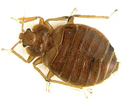 1652319944474 Green Pest Management2 B 0411