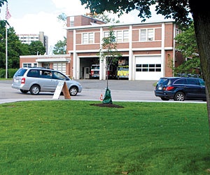 1652319982920 Pearls Droughtresistant Grass Low Maintenance