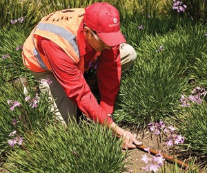 1652321791633 B 1209 Green Landscaping1