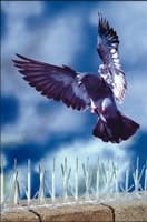 B_0908_ToT_BirdBGone B_0908_ToT_BirdBGone