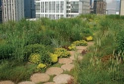 B_0907_vegRoof3 B_0907_vegRoof3