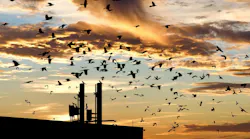 1653609684327 Birdsbuildings Hero 1000 1653609684327 Birdsbuildings Hero 1000