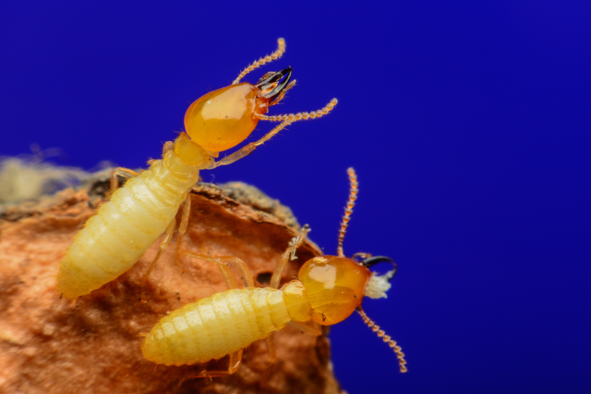Summer Pests Termites 62bf37d591ac7