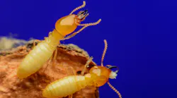 Summer Pests Termites