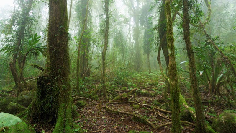 65a6964d05ac47001d903fa1 Cisco Climate Crisis