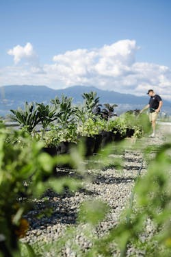 MicroHabitat’s farmers visit client properties once a week to handle all maintenance on urban farming installations. They’ll typically harvest vegetables, herbs and edible flowers every other week. MicroHabitat’s farmers visit client properties once a week to handle all maintenance on urban farming installations. They’ll typically harvest vegetables, herbs and edible flowers every other week.