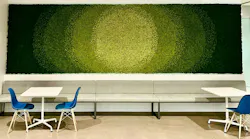 The vibrant plants in this living wall can help contribute to a sense of wellbeing.